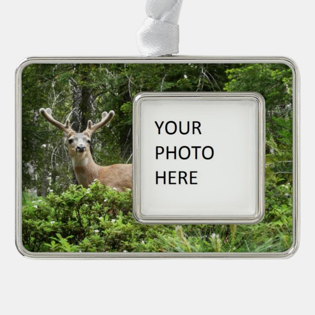 Yosemite Deer Nature Fotografy Rahmen-Ornament Silber (Vorderseite)