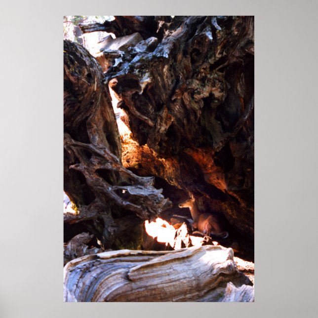 Yosemite Deer Poster (Vorne)