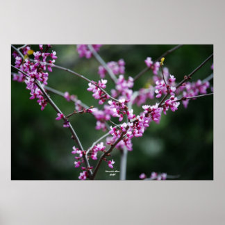 Yosemite-Farbe Poster