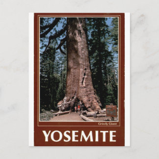 Yosemite Grizzly Giant Vintage Sequoia-Porträt Postkarte