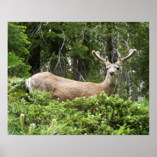 Yosemite-Hirsch-Naturfotografie Poster