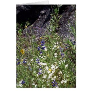 Yosemite in Springtime: Wildblumen
