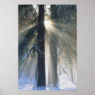 Yosemite National Park - Sonnenstrahlen Poster