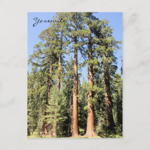 Yosemite Nationalpark Sequoia tree Foto Postkarte