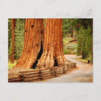 Yosemite-Rotholzbäume