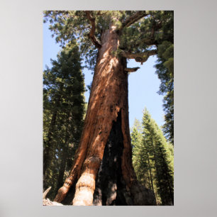 Yosemite-Sequoia-Foto-Poster Poster