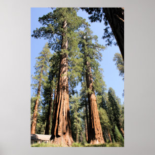 Yosemite Sequoias Poster