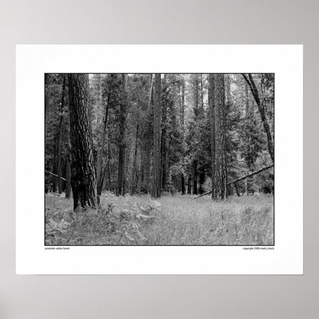 Yosemite Valley Forest Poster (Vorne)