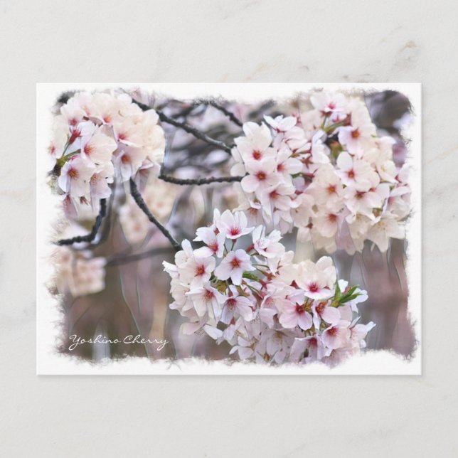 Yoshino Cherry ポストカード Postkarte (Vorderseite)