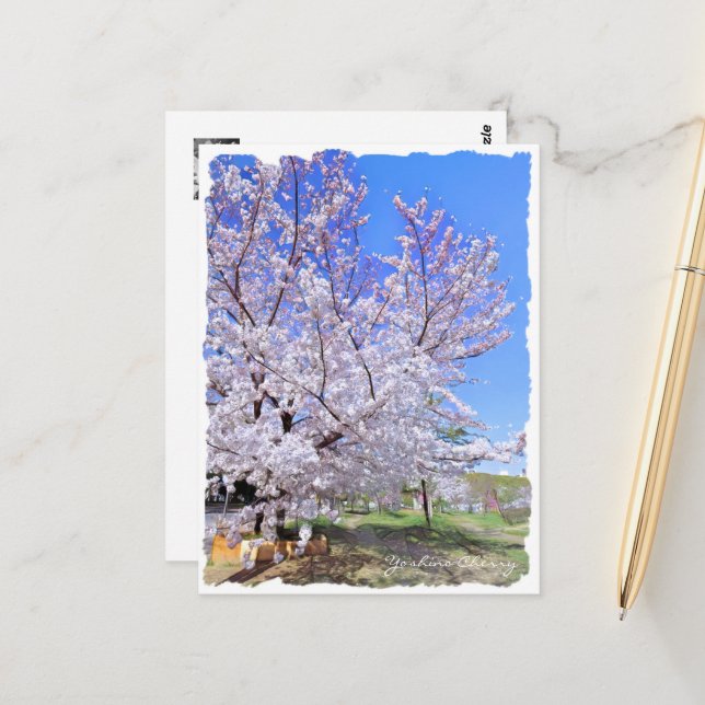 Yoshino Cherry ポストカード Postkarte (Vorderseite/Rückseite Beispiel)