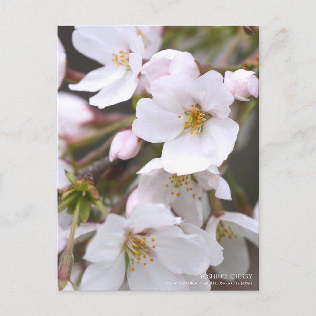 Yoshino Cherry: Postcard Postkarte (Vorderseite)