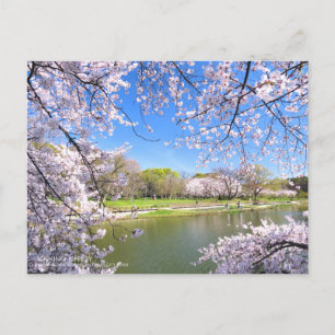 Yoshino Cherry: Postcard Postkarte