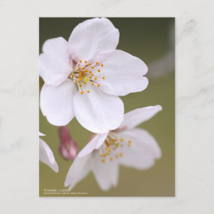 Yoshino Cherry: Postcard Postkarte