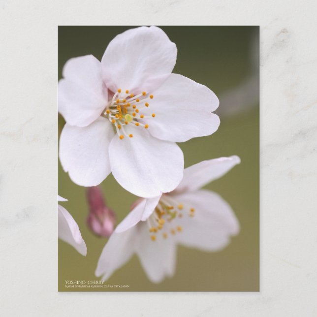 Yoshino Cherry: Postcard Postkarte (Vorderseite)