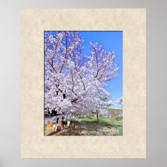 Yoshino Cherry Poster (Vorne)