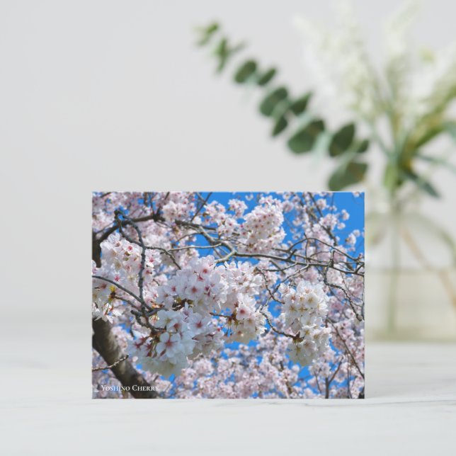 Yoshino Cherry Postkarte (Stehend Vorderseite)