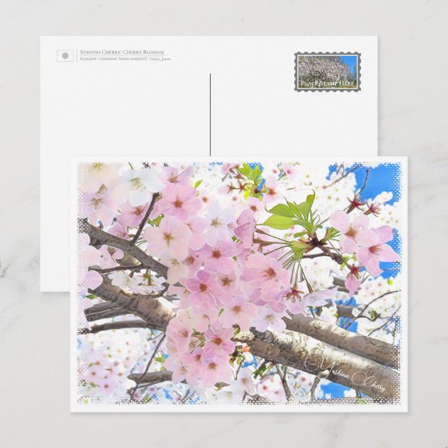 Yoshino Cherry Postkarte (Vorne/Hinten)