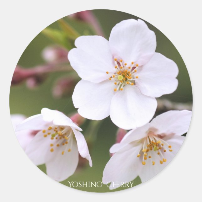 Yoshino Cherry：Seal Runder Aufkleber (Vorderseite)