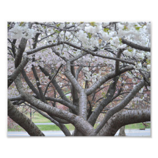 Yoshino Cherry Tree 8"x10" Foto Print