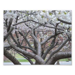Yoshino Kirschbaum 8"" Druck des Foto-x10