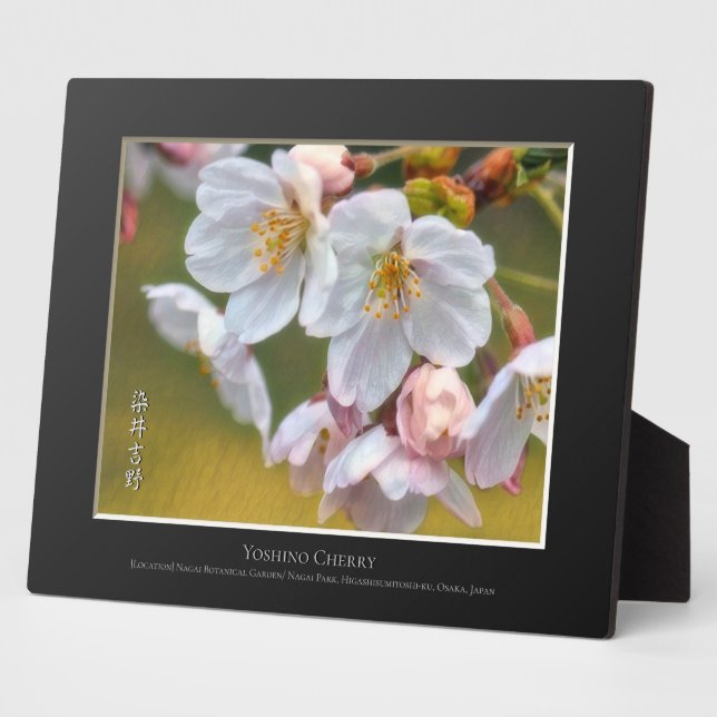 Yoshino-Kirsche Fotoplatte (Seite)