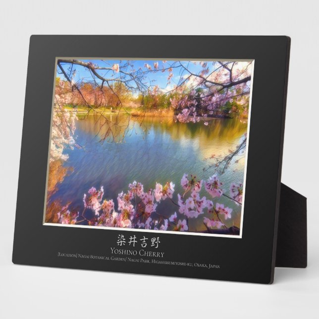 Yoshino-Kirsche Fotoplatte (Seite)