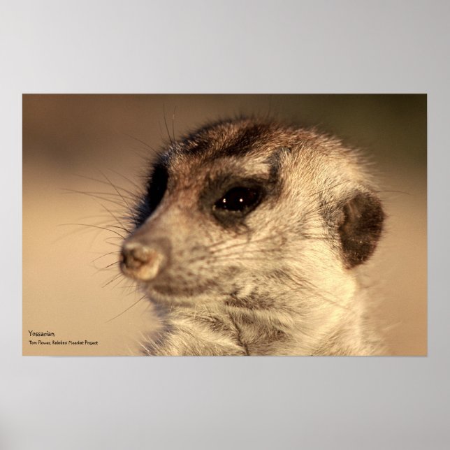 Yossarian Poster - Royal Whiskers Collection (Vorne)