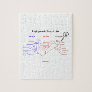 You Are Here Phylogenetic Tree Of Life Puzzle