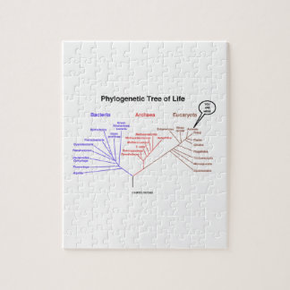 You Are Here Phylogenetic Tree Of Life Puzzle