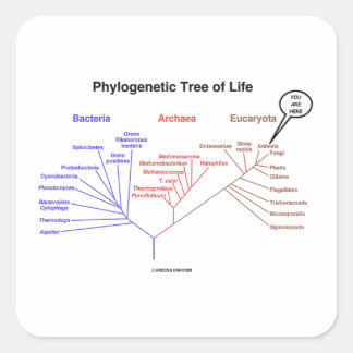 You Are Here Phylogenetic Tree Of Life Quadratischer Aufkleber