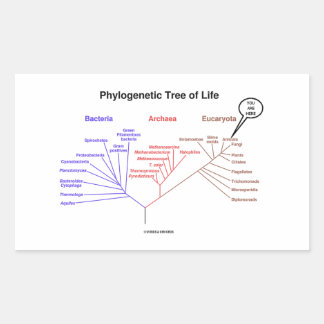 You Are Here Phylogenetic Tree Of Life Rechteckiger Aufkleber