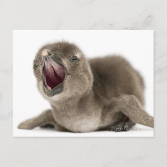 Young African Pinguin - Spheniscus demersus. Postkarte (Vorderseite)