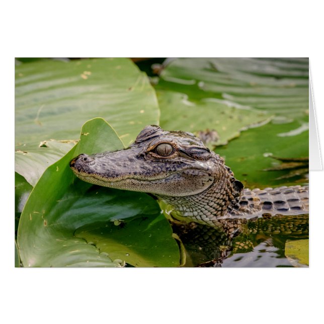 Young Alligator (Vorderseite (Horizontal))