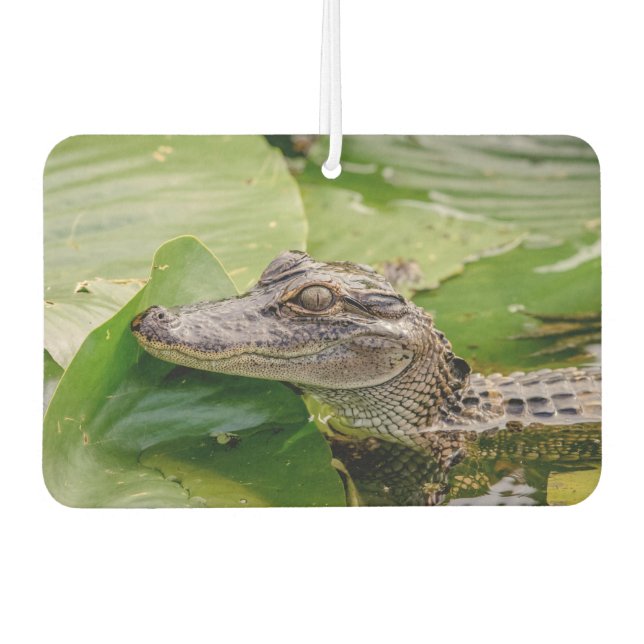 Young Alligator Autolufterfrischer (Vorderseite)