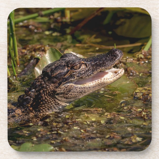 Young Alligator Getränkeuntersetzer (Vorderseite)