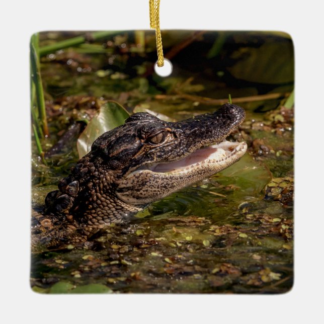 Young Alligator Keramikornament (Vorderseite)