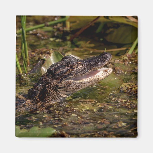 Young Alligator Magnet (Vorne)
