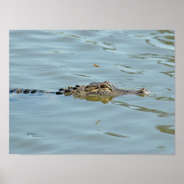 Young Alligator Poster (Vorne)