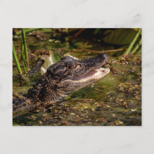 Young Alligator Postkarte