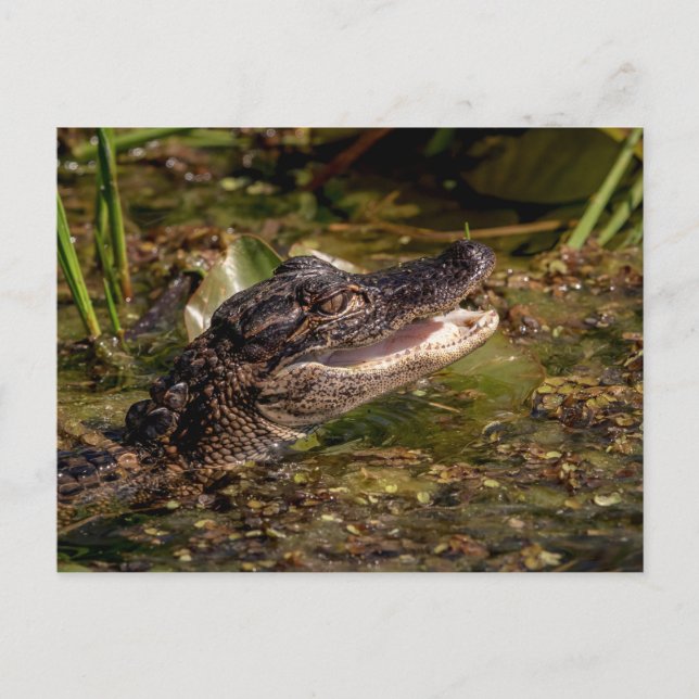 Young Alligator Postkarte (Vorderseite)