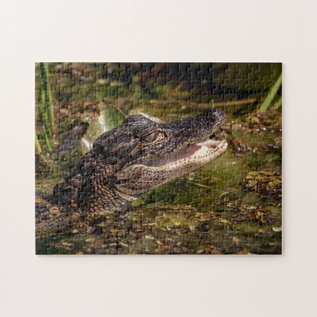 Young Alligator Puzzle (Horizontal)