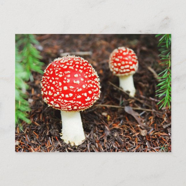 Young Amanita muscaria Postkarte (Vorderseite)