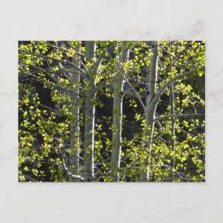 Young Aspen Trees Postkarte
