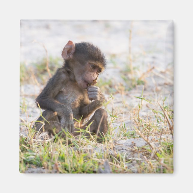 Young Baboon Magnet (Vorne)
