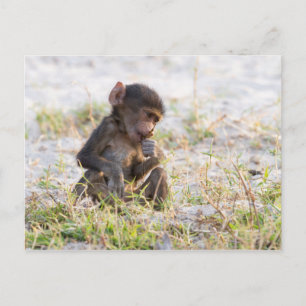 Young Baboon Postkarte