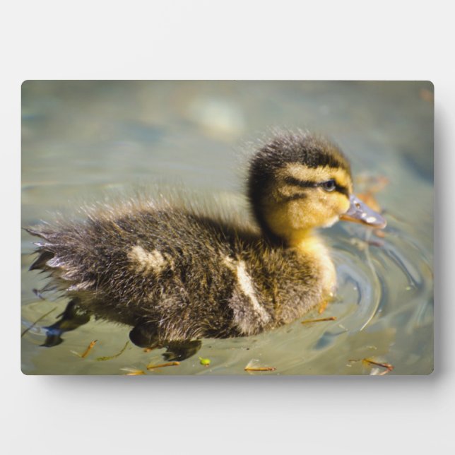 Young Baby Duck Fotoplatte (Vorderseite)
