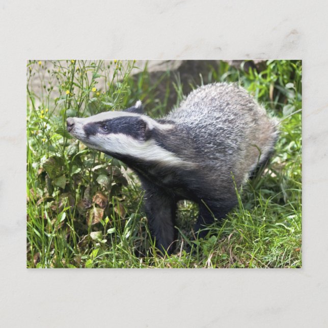 Young Badger Postcard Postkarte (Vorderseite)
