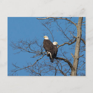 Young Bald Eagle Couple Postkarte