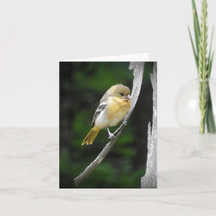 Young Baltimore Oriole im Inneren Karte