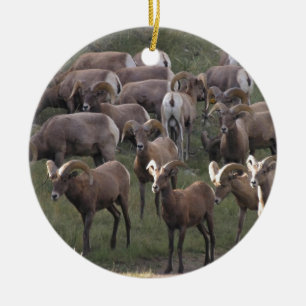 Young Bighorn Sheep Keramik Ornament